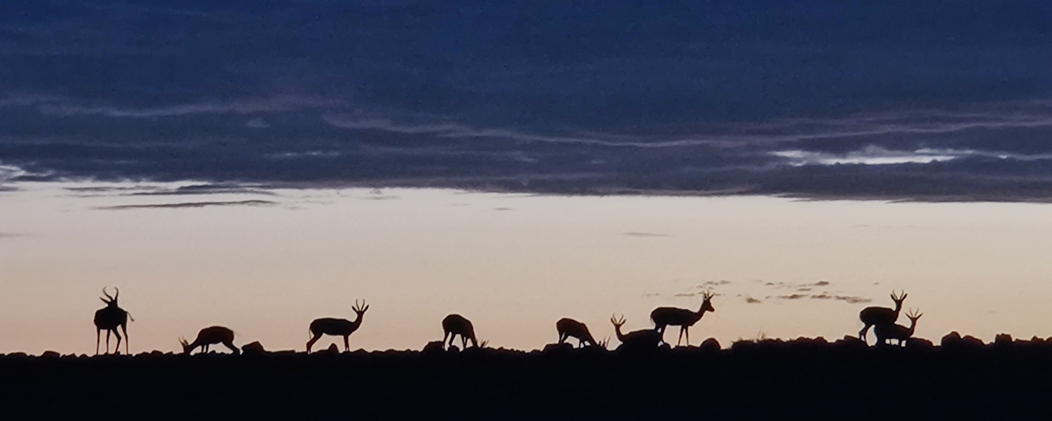 Springbok at dawn